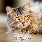BurgessCat-mobile.jpg